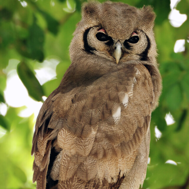 verreaux's eagle owl