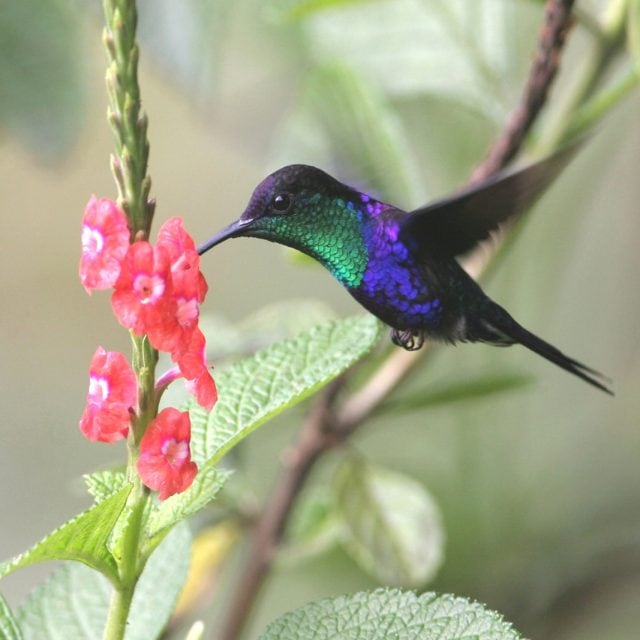 Violet-crowned Woodnymph at flower