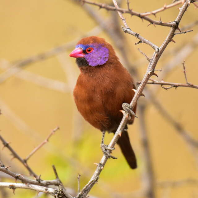 Violet-eared Waxbill