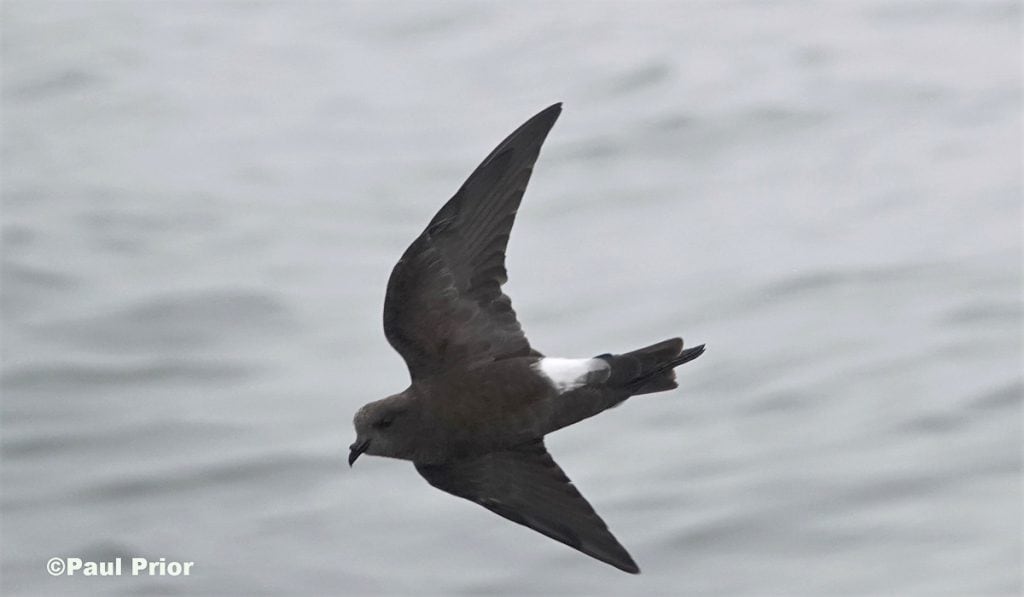 Wilson's Storm Petrel