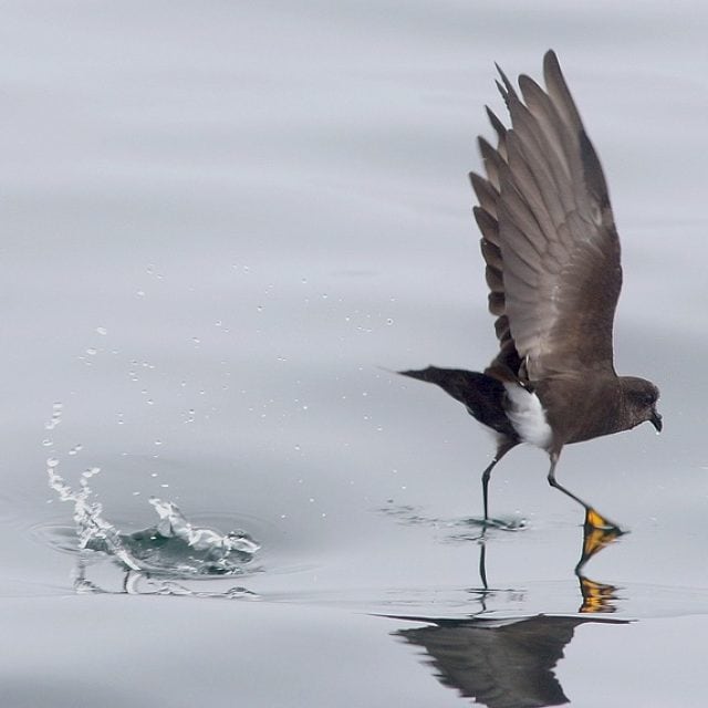 Wilson's Storm-Petrel © Jared Clarke