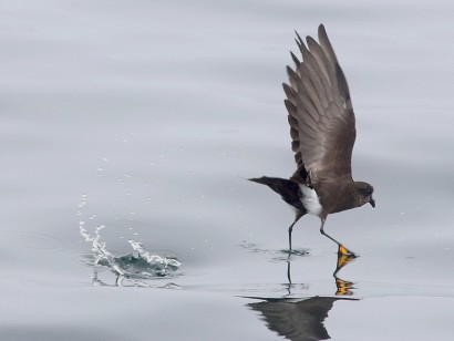 New Brunswick & Grand Manan