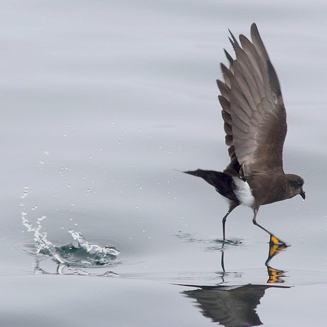 Wilson's Storm-Petrel