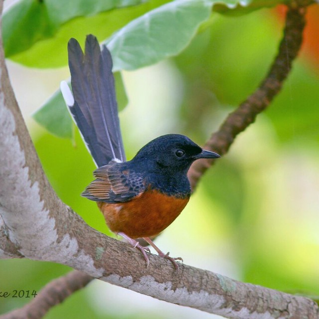 White-rumped Shama