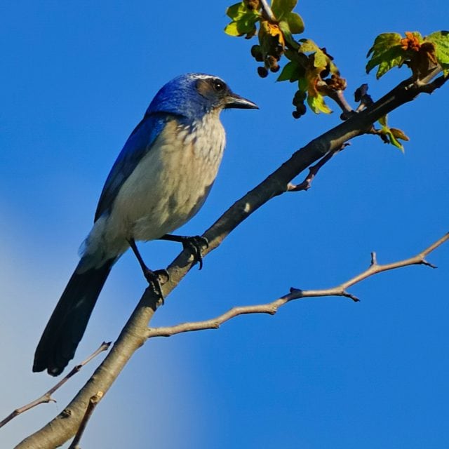 Western Scrub-Jay