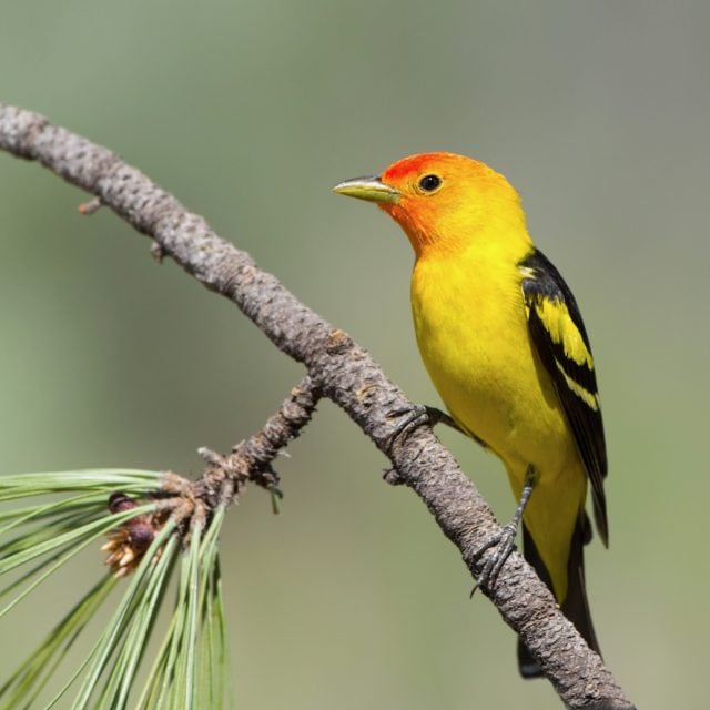 Western Tanager