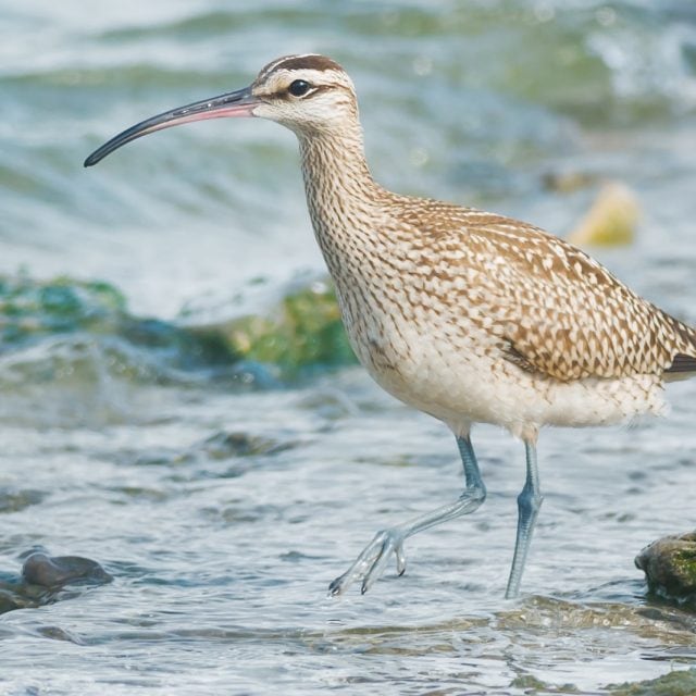 Whimbrel