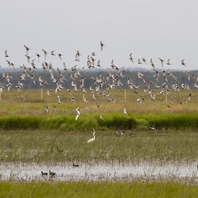 Whiskered Terns in Donana