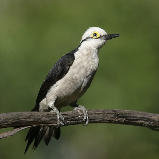 White Woodpecker
