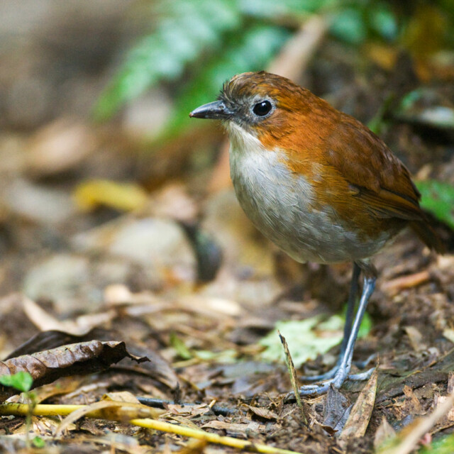 White-bellied Antpitta