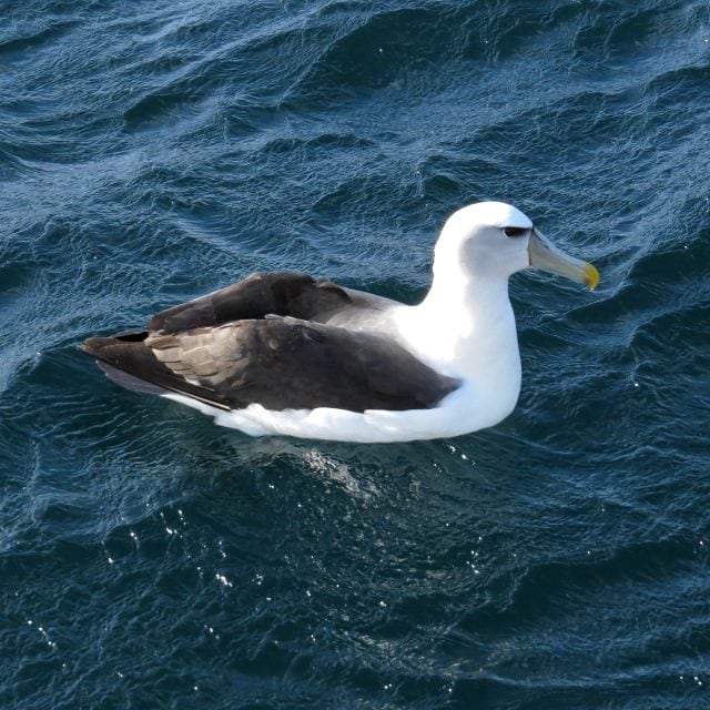 White-capped Albatross