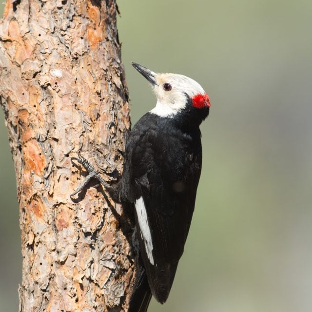 White-headed Woodpecker