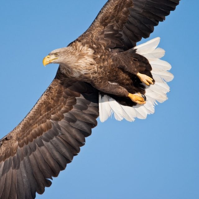 White-tailed Eagle