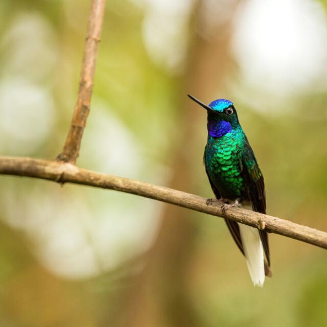 White-tailed Starfrontlet