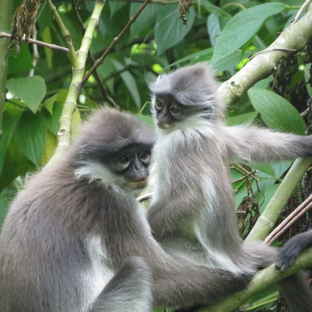 White-thighed Langur, Bukit Fraser