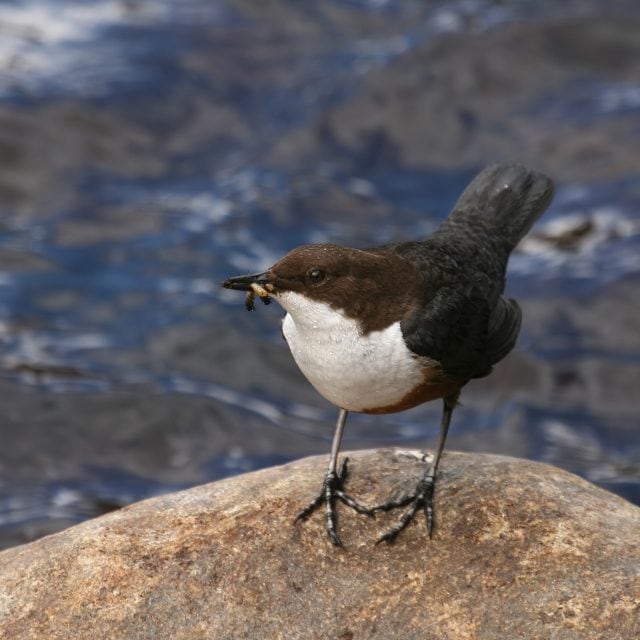 White-throated Dipper