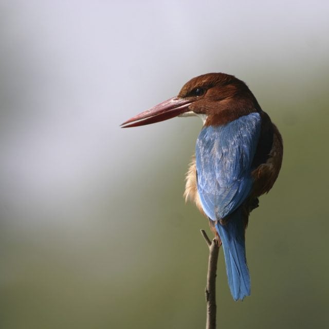 White-throated Kingfisher