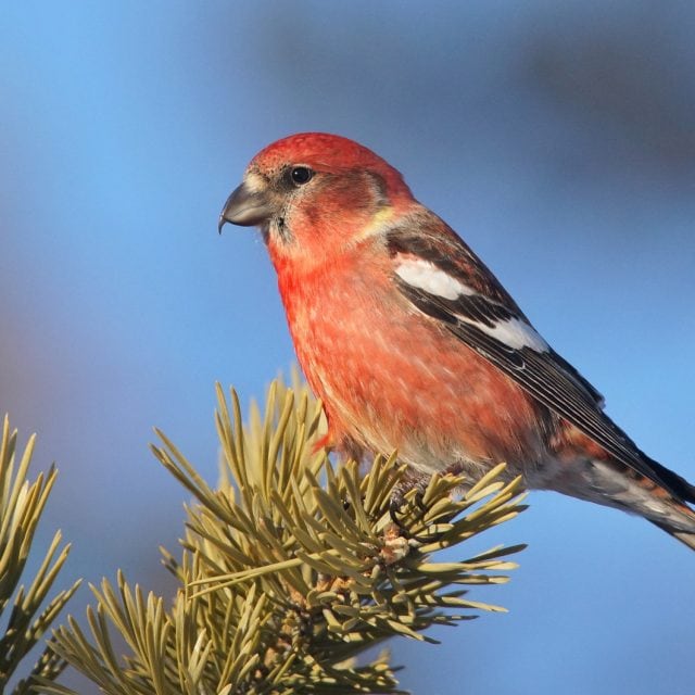 White-winged Crossbill