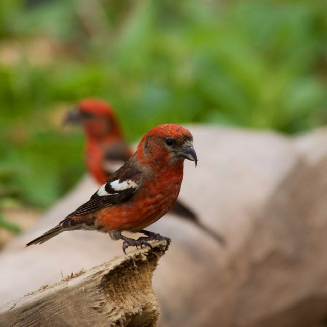 White-winged Crossbills