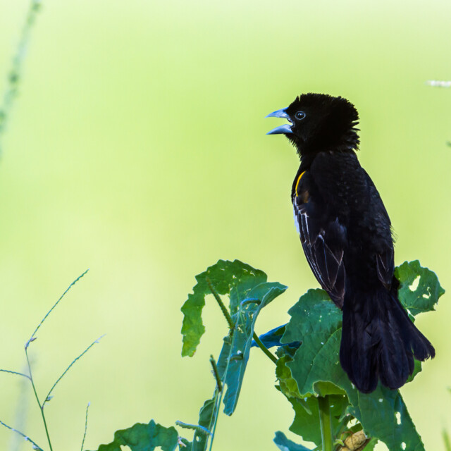 White-winged Widowbird