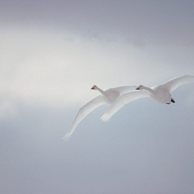 Whooper Swans