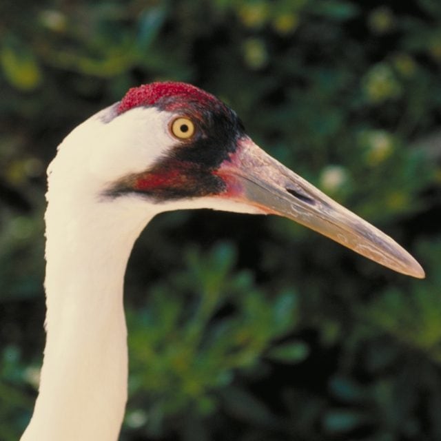 Whooping Crane