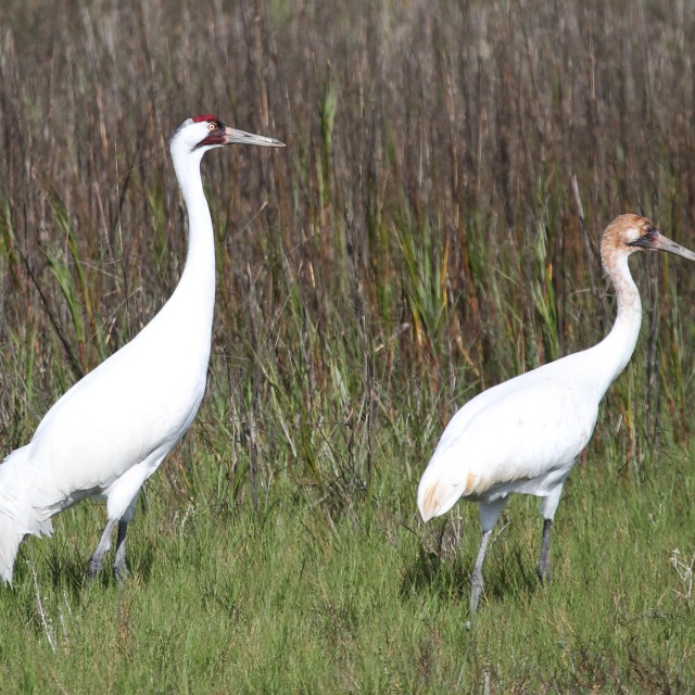 Whooping Cranes