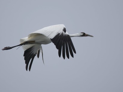 Saskatchewan Cranes & Geese