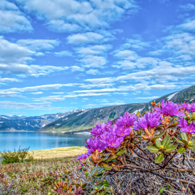 Wildlife flowers in spring