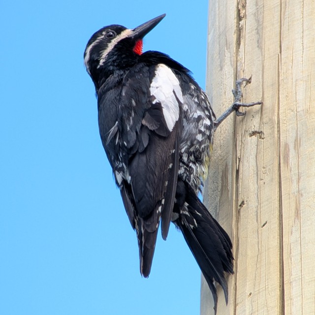 Williamson's Sapsucker