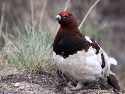 Churchill & Southern Manitoba
