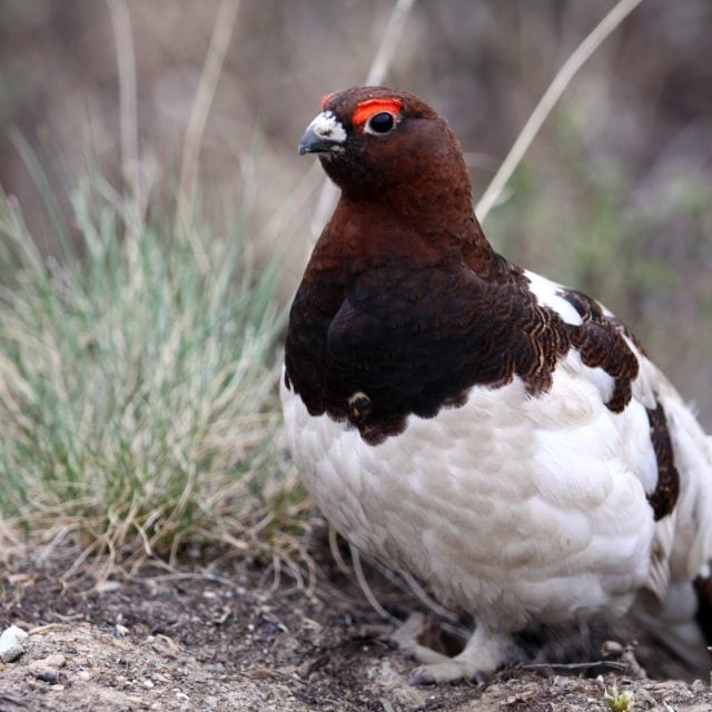 Willow Ptarmigan