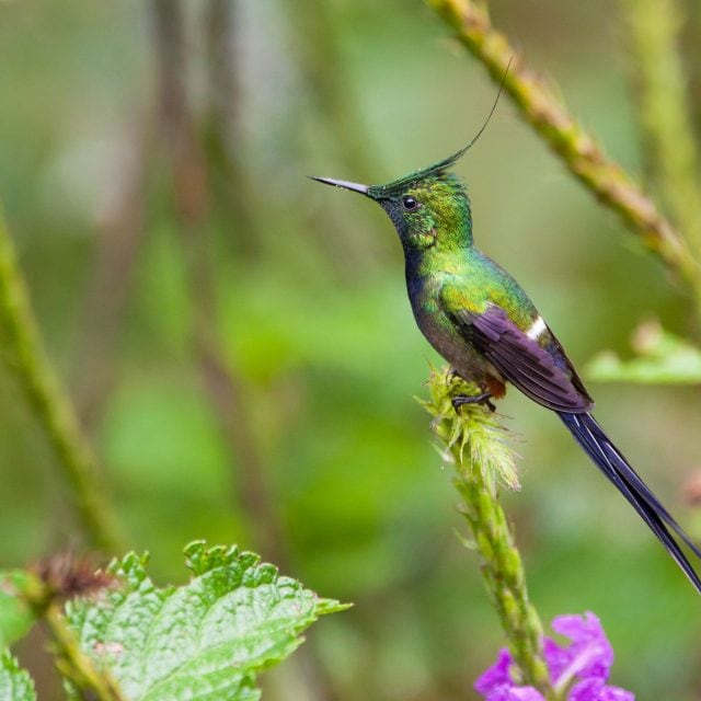 Wire-crested Thorntail