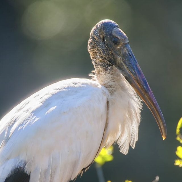 Wood Stork