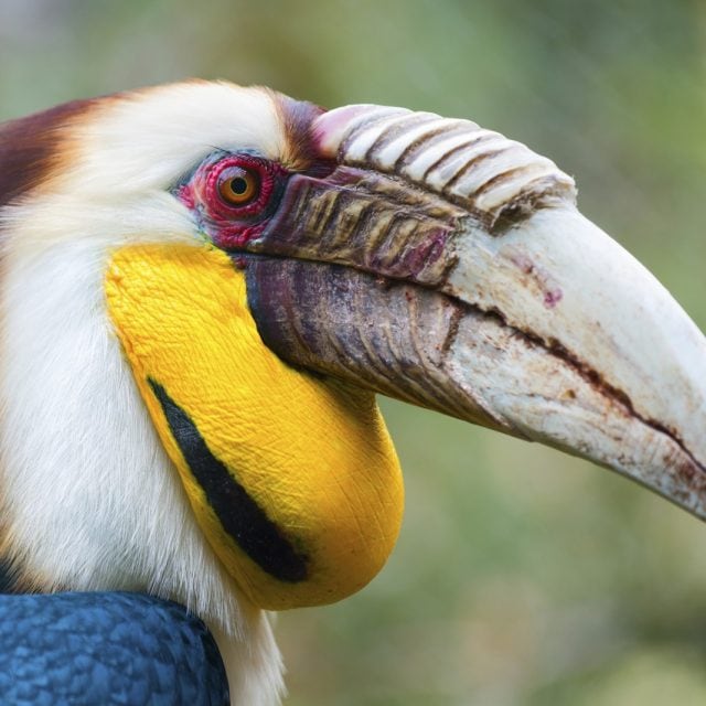 Wreathed hornbill