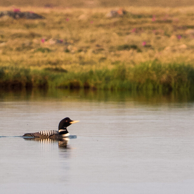 Yellow-billed-Loon