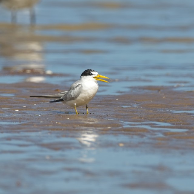 Yellow-billed Tern