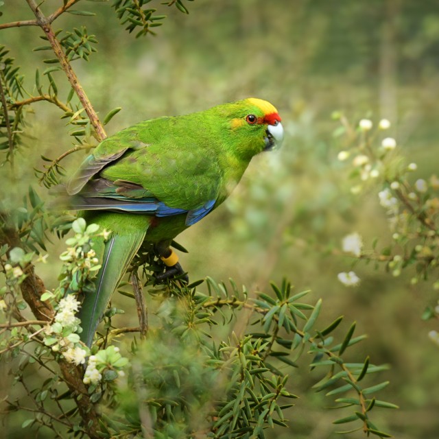 Yellow-crowned Parakeet