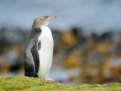 New Zealand: South & Stewart Islands
