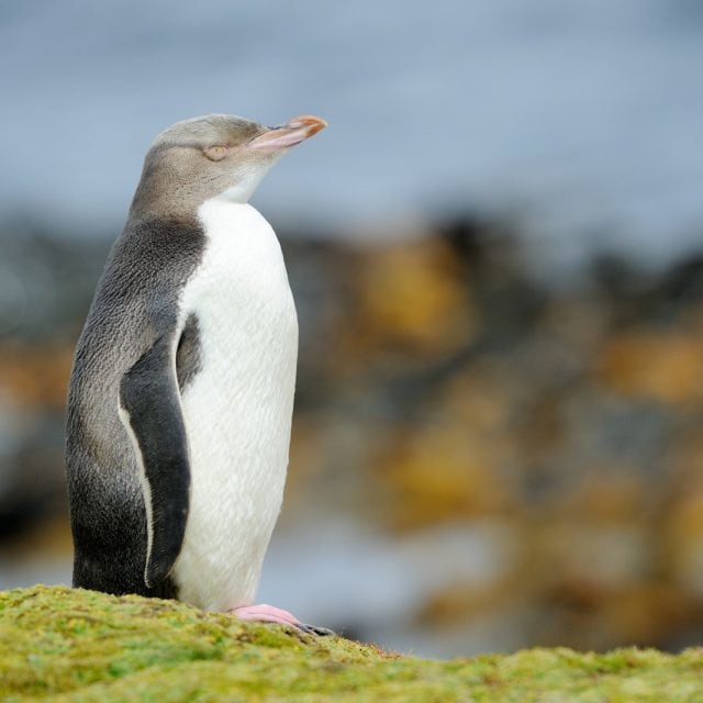 Yellow-eyed penguin