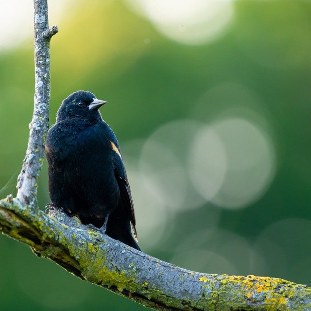 Yellow-shouldered Blackbird