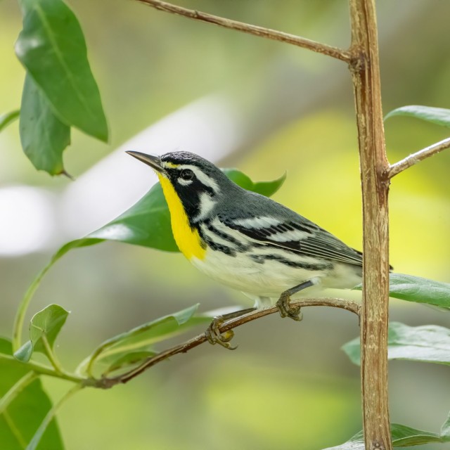 Yellow-throated Warbler