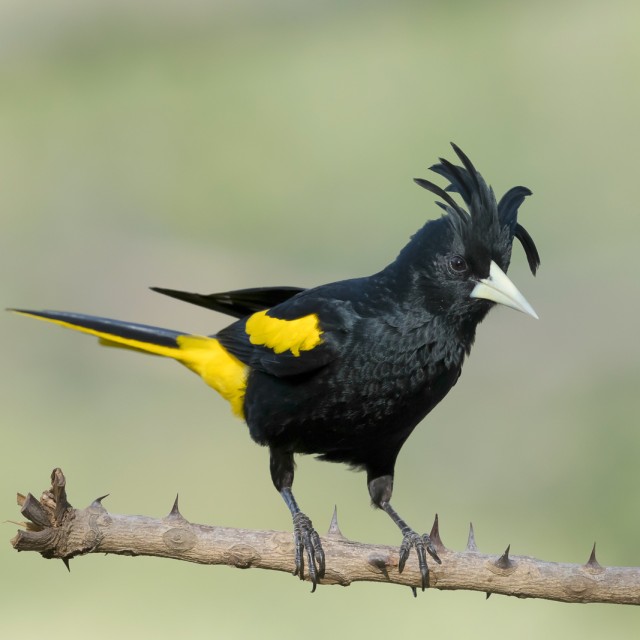 Yellow-winged Cacique