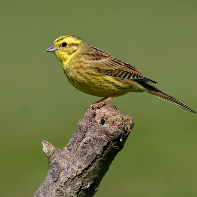 Yellowhammer