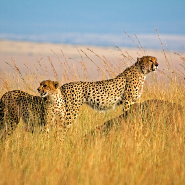 cheetahs in tall grass