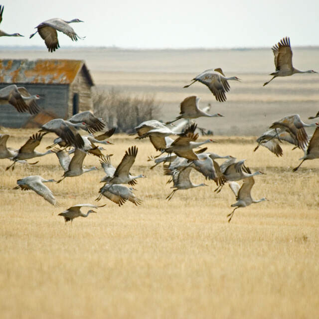 Saskatchewan Cranes & Geese