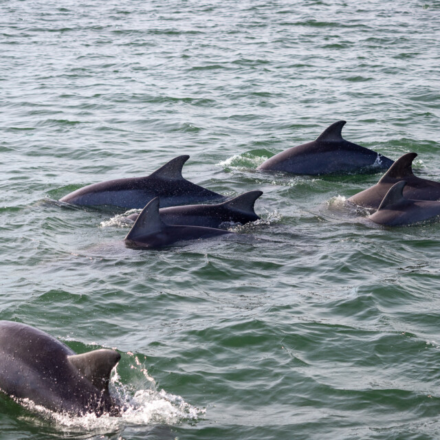 A pod of dolphins swimming near the shore at Cape Lookout, North Carolina