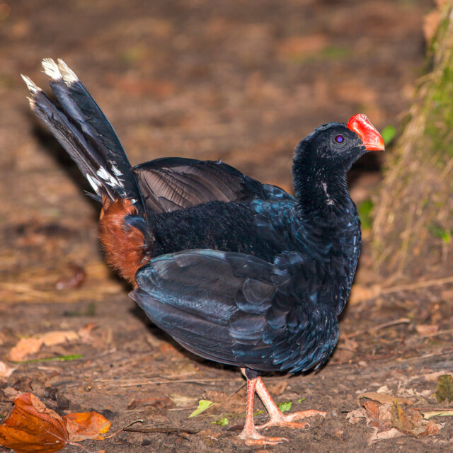 Razor-billed Curassow