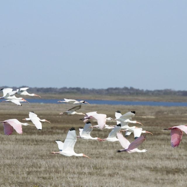 Ibis and spoonbills at Aransas