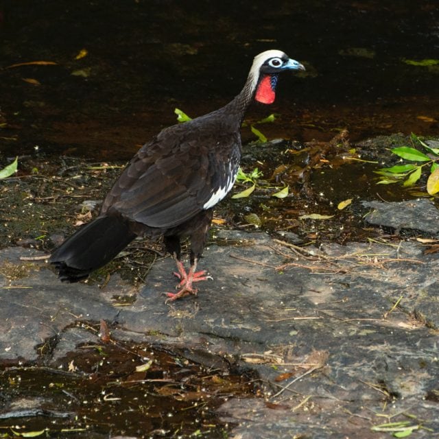 Black-fronted Piping-Guan